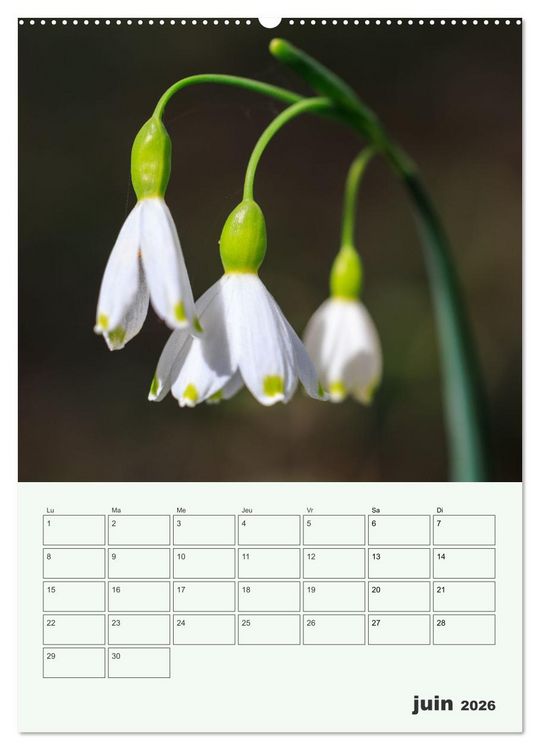 Produktbild: Les fleurs, &eacute;ternelles &eacute;phem&egrave;res (Calendrier mural 2026 DIN A2 horizontal) calendrier de bureau