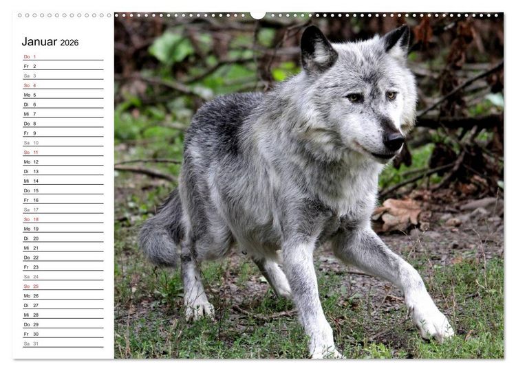 Produktbild: Im Rudel Zuhause - Der Wolf (hochwertiger Premium Wandkalender 2026 DIN A2 quer), Kunstdruck in Hochglanz