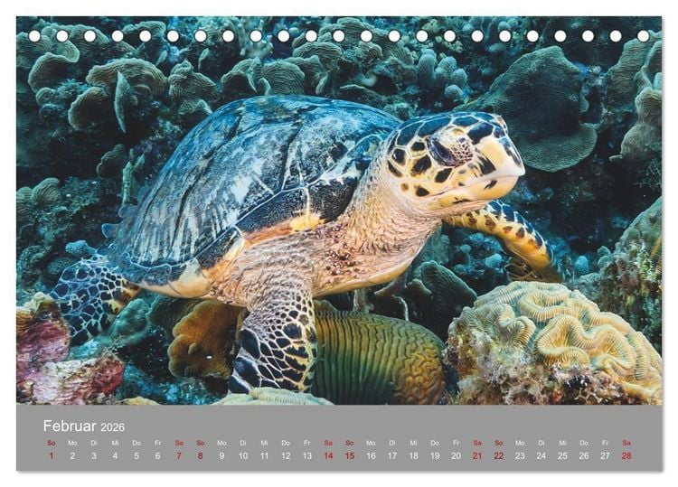 Produktbild: Karibische Meeresschildkr&ouml;ten (Tischkalender 2026 DIN A5 quer), CALVENDO Monatskalender