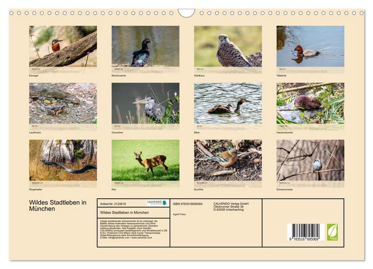 Produktbild: Wildes Stadtleben in M&uuml;nchen (Wandkalender 2026 DIN A3 quer), CALVENDO Monatskalender