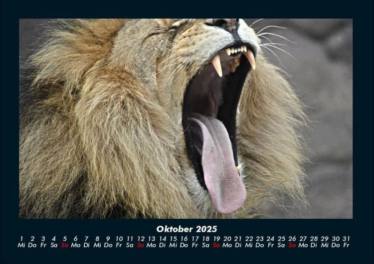 Produktbild: L&ouml;wen in der Wildnis 2025 Fotokalender DIN A4