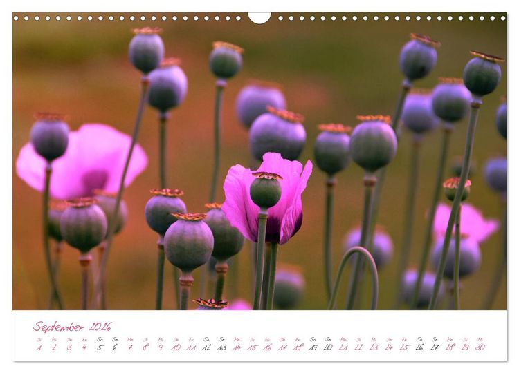 Produktbild: Bl&uuml;tentr&auml;ume in violett und pink (Wandkalender 2026 DIN A3 quer), CALVENDO Monatskalender