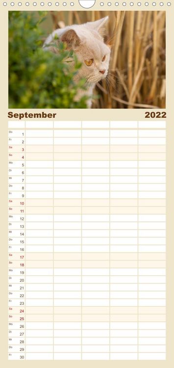 Produktbild: Familienplaner B&auml;rige Schmusetiger - Britisch Kurzhaar Katzen (Wandkalender 2022 , 21 cm x 45 cm, hoch)
