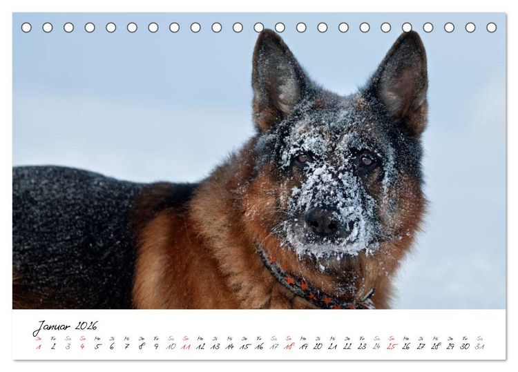Produktbild: Deutsche Sch&auml;ferhunde - Traumhunde (Tischkalender 2026 DIN A5 quer), CALVENDO Monatskalender