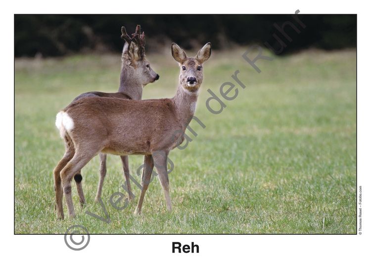 Produktbild: Waldtiere
