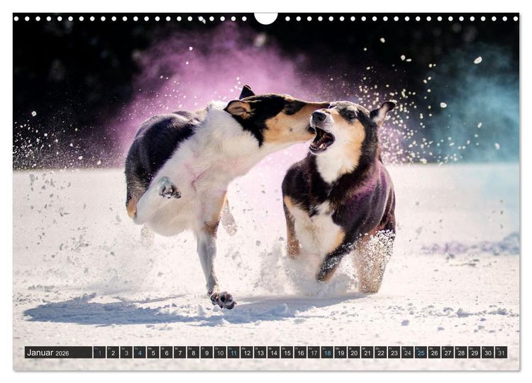 Produktbild: Smooth Collies (Wandkalender 2026 DIN A3 quer), CALVENDO Monatskalender