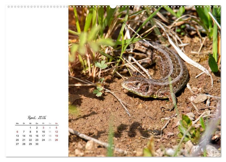Produktbild: Eidechsen, flinke R&auml;uber (Wandkalender 2026 DIN A2 quer), CALVENDO Monatskalender