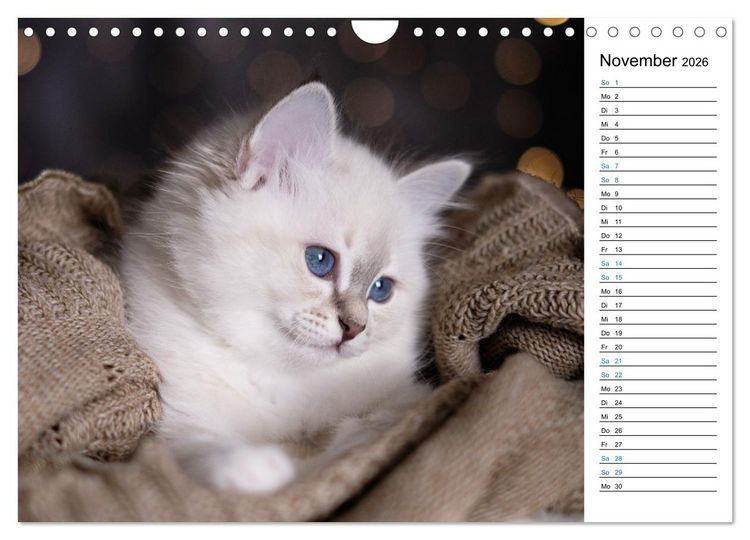 Produktbild: Heilige Birma Kitten mit Planer (Wandkalender 2026 DIN A4 quer), CALVENDO Monatskalender