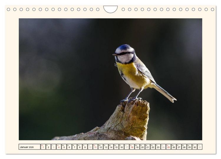 Produktbild: Gefiederte Sch&ouml;nheiten - Die Blaumeise (Wandkalender 2026 DIN A4 quer), CALVENDO Monatskalender