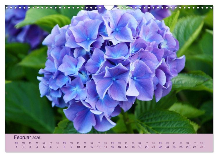 Produktbild: Hortensien 2026. Farbenpr&auml;chtige Impressionen aus dem Garten (Wandkalender 2026 DIN A3 quer), CALVENDO Monatskalender