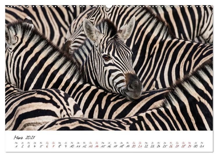 Produktbild: Better Together - Herdenmomente (Wandkalender 2027 DIN A2 quer), CALVENDO Monatskalender