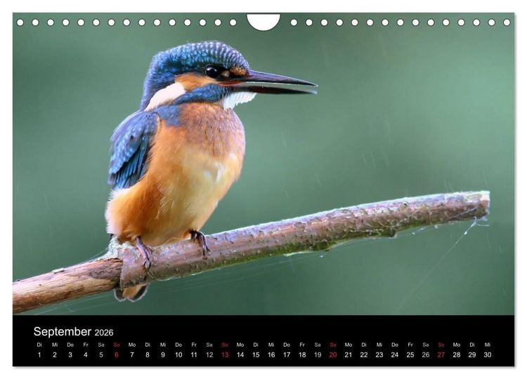Produktbild: IM LAND DER EISV&Ouml;GEL (Wandkalender 2026 DIN A4 quer), CALVENDO Monatskalender