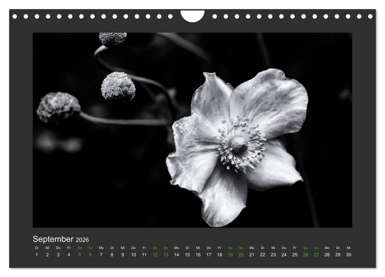 Produktbild: Pflanzen in Schwarz und Wei&szlig; (Wandkalender 2026 DIN A4 quer), CALVENDO Monatskalender