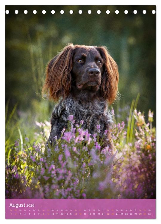 Produktbild: Deutsch Langhaar Butz - Jagdhund mit Passion und Herzblut (Tischkalender 2026 DIN A5 hoch), CALVENDO Monatskalender