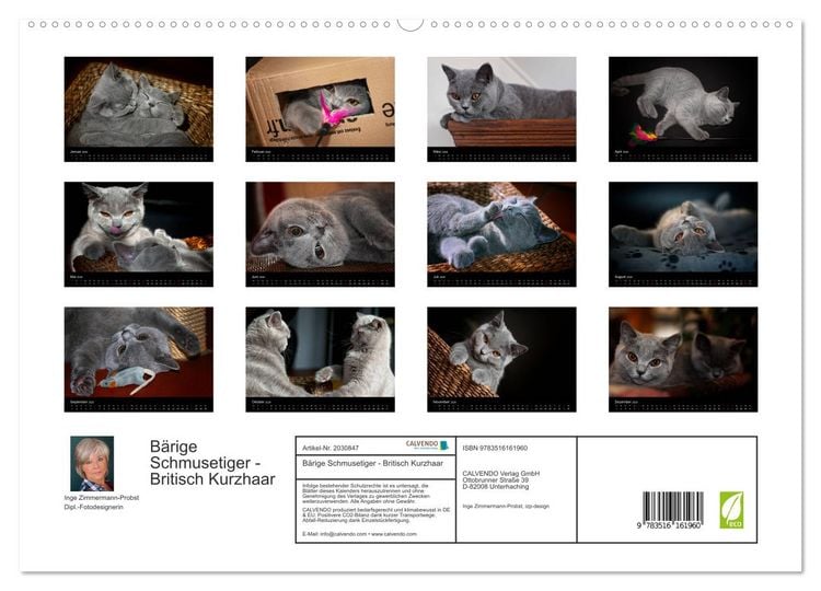 Produktbild: B&auml;rige Schmusetiger - Britisch Kurzhaar (hochwertiger Premium Wandkalender 2026 DIN A2 quer), Kunstdruck in Hochglanz