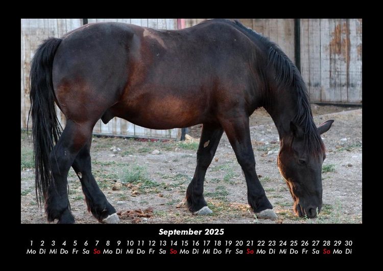 Produktbild: Pferdetraum 2025 Fotokalender DIN A3