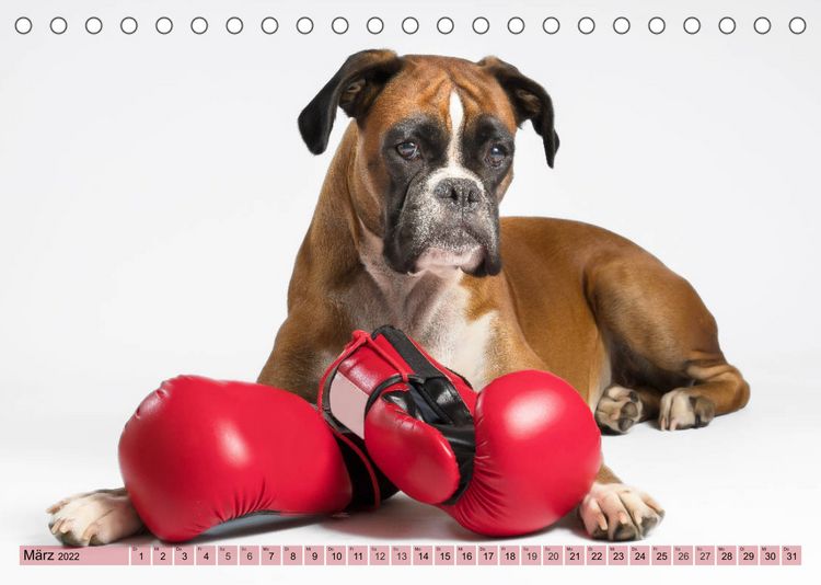 Produktbild: Boxerh&uuml;ndin Paula and Friends (Tischkalender 2022 DIN A5 quer)