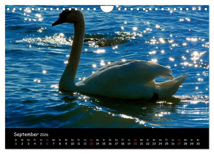 Produktbild: Lazise und Umgebung (Wandkalender 2026 DIN A4 quer), CALVENDO Monatskalender