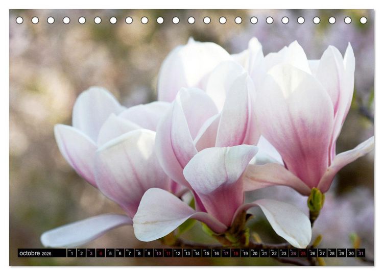 Produktbild: Magnolias en fleur (Calendrier de bureau 2026 DIN A5 vertical), CALVENDO calendrier mensuel