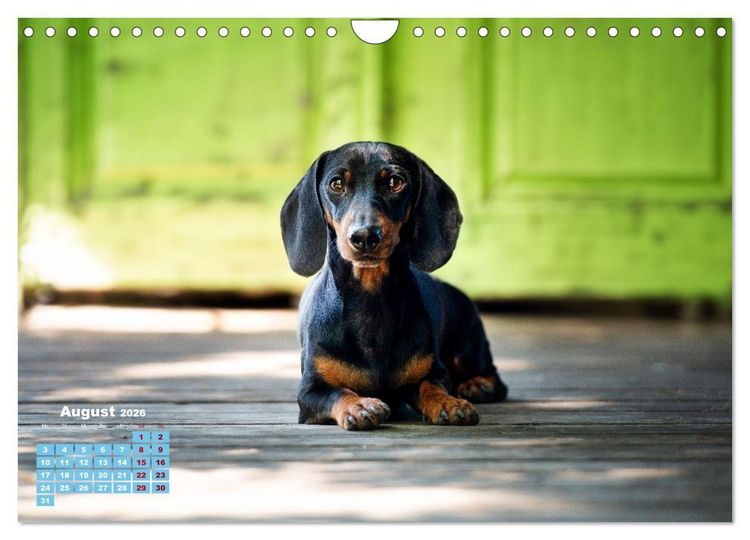 Produktbild: Geliebte Dackel (Wandkalender 2026 DIN A4 quer), CALVENDO Monatskalender