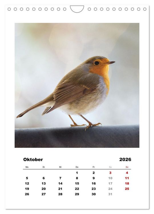 Produktbild: Rotkehlchen, s&uuml;&szlig;e kleine Knutschkugeln (Wandkalender 2026 DIN A4 hoch), CALVENDO Monatskalender