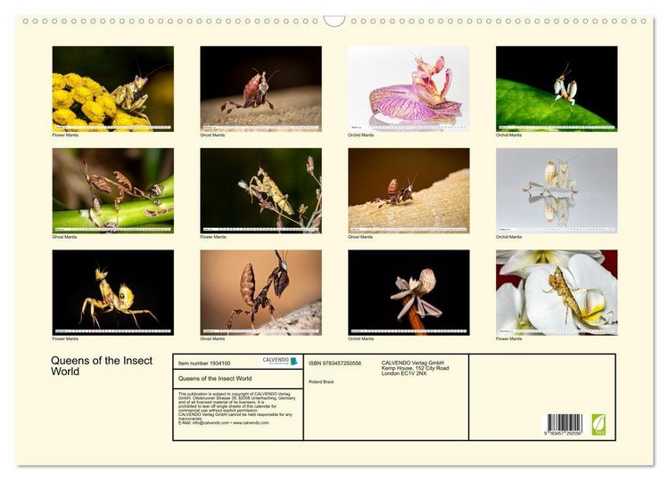 Produktbild: Queens of the Insect World (Wall Calendar 2026 DIN A2 landscape), CALVENDO 12 Month Wall Calendar