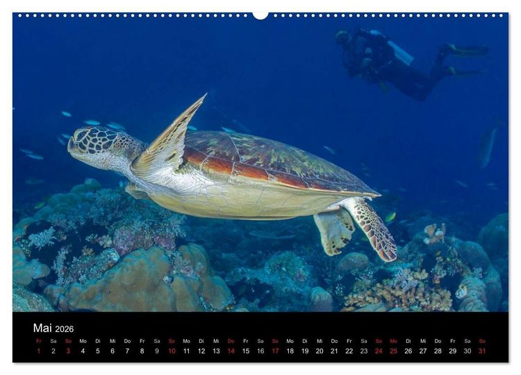 Produktbild: Faszinierendes Leben unter Wasser (Wandkalender 2026 DIN A2 quer), CALVENDO Monatskalender