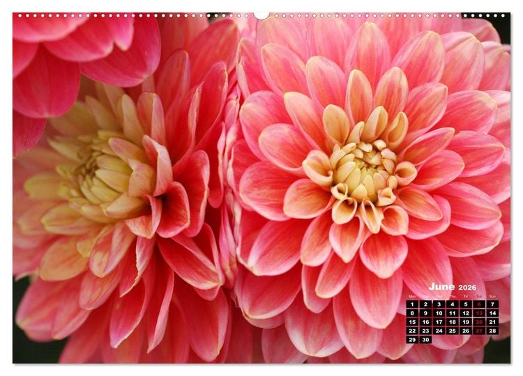 Produktbild: Magical Dahlias (High Quality Premium Wall Calendar 2026 DIN A2 landscape),CALVENDO 12 Month Wall Calendar