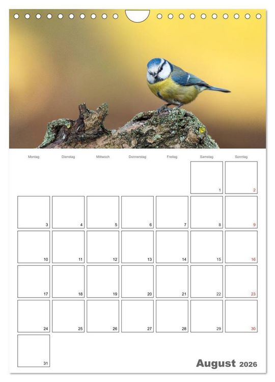 Produktbild: V&ouml;gel im heimischen Garten (Wandkalender 2026 DIN A4 hoch), CALVENDO Monatskalender