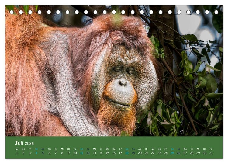 Produktbild: Orang Utans - Indonesien (Tischkalender 2026 DIN A5 quer), CALVENDO Monatskalender