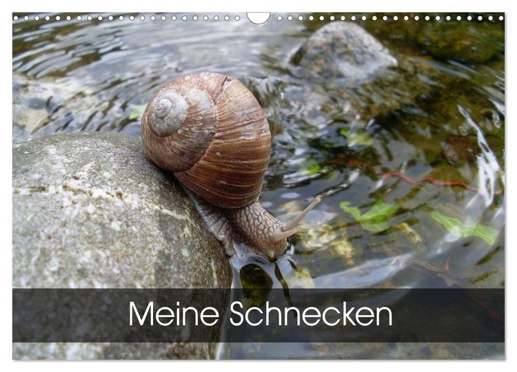 Produktbild: Meine Schnecken (Wandkalender 2026 DIN A3 quer), CALVENDO Monatskalender