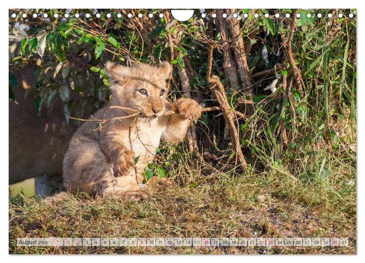 Produktbild: Emotionale Momente: Liebenswerte L&ouml;wenbabys / CH-Version (Wandkalender 2026 DIN A4 quer), CALVENDO Monatskalender