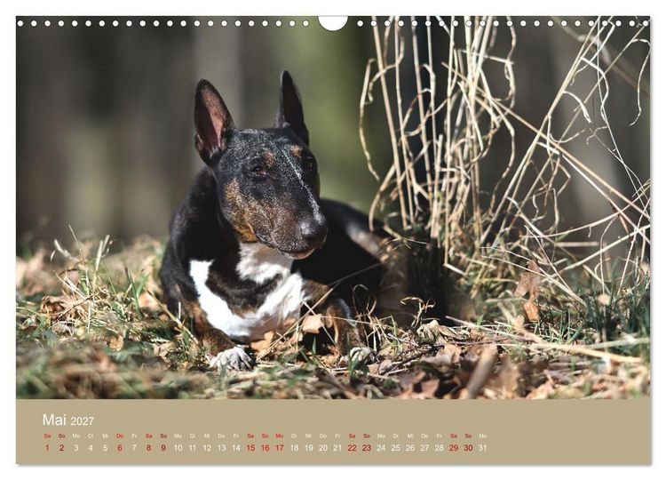 Produktbild: Fantastische Bullterrier - Sieger im Herzen (Wandkalender 2027 DIN A3 quer), CALVENDO Monatskalender