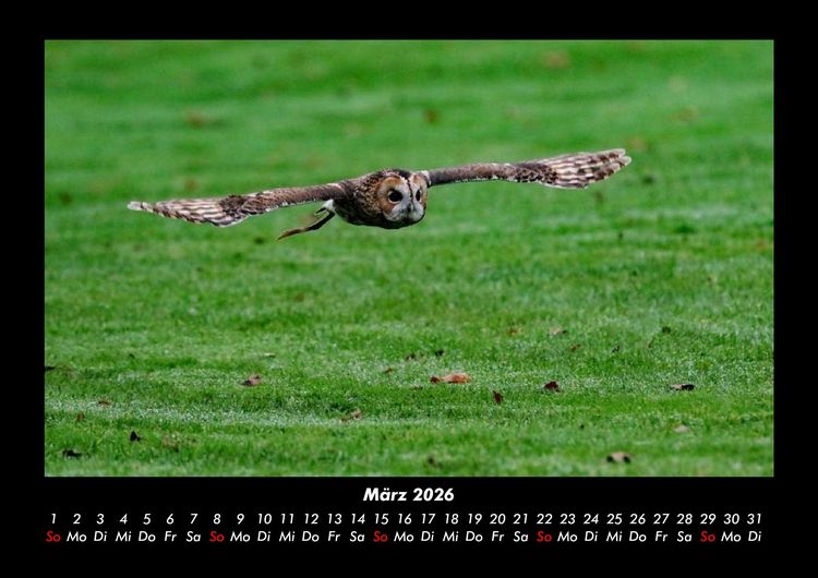 Produktbild: Der Tierkalender 2026 Fotokalender DIN A3