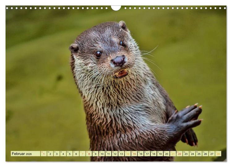 Produktbild: Fischotter - putzige Kerlchen und elegante Schwimmer (Wandkalender 2026 DIN A3 quer), CALVENDO Monatskalender