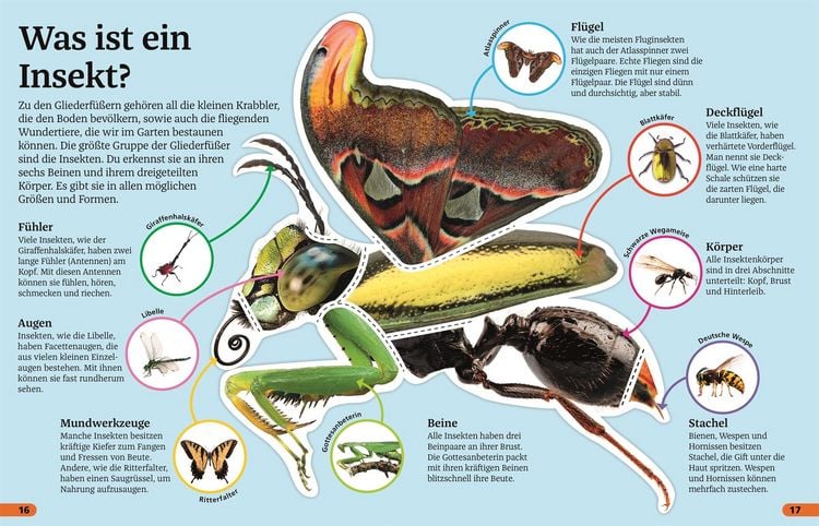 Produktbild: Superchecker! Insekten