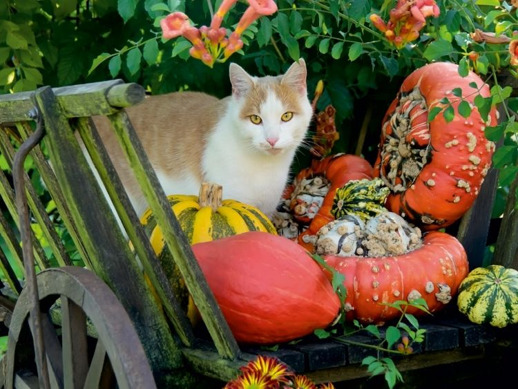 Produktbild: CALVENDO Puzzle Katze in einem Leiterwagen mit K&uuml;rbissen | 1000 Teile Lege-Gr&ouml;&szlig;e 64x48cm Foto-Puzzle f&uuml;r gl&uuml;ckliche Stunden
