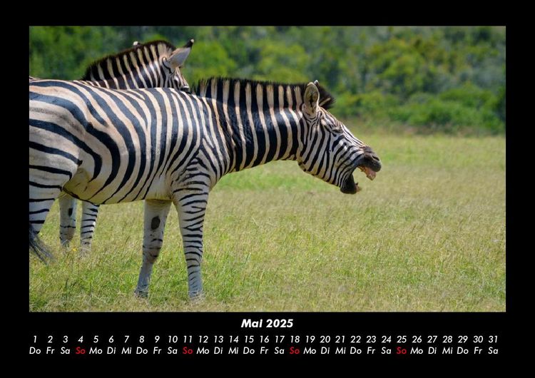 Produktbild: Zebrazauber 2025 Fotokalender DIN A3