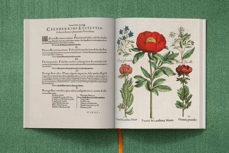 Produktbild: Basilius Besler. The Garden at Eichst&auml;tt