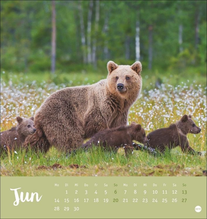 Produktbild: B&auml;renstark Postkartenkalender 2027