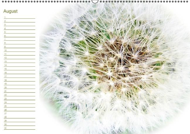 Produktbild: Bl&uuml;tentr&auml;ume - ganz in wei&szlig; / Geburtstagskalender (Wandkalender immerw&auml;hrend DIN A2 quer)