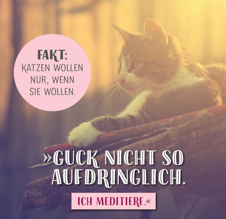 Produktbild: Die ganze Wahrheit &uuml;ber deine Katze