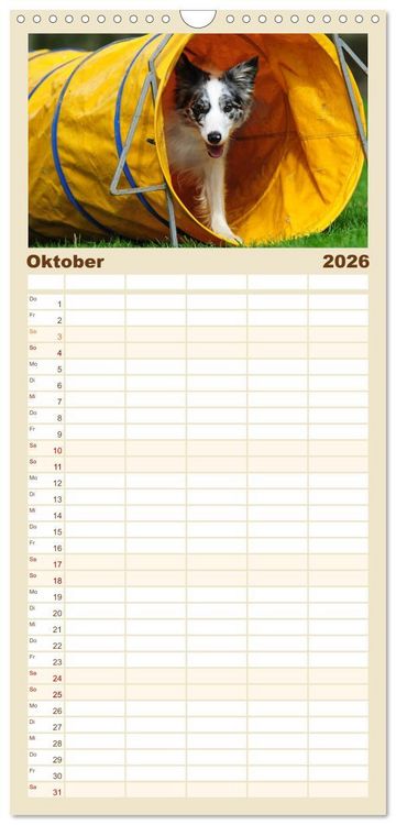 Produktbild: Familienplaner 2026 - Border Collie 2026 mit 5 Spalten (Wandkalender, 21 x 45 cm) CALVENDO