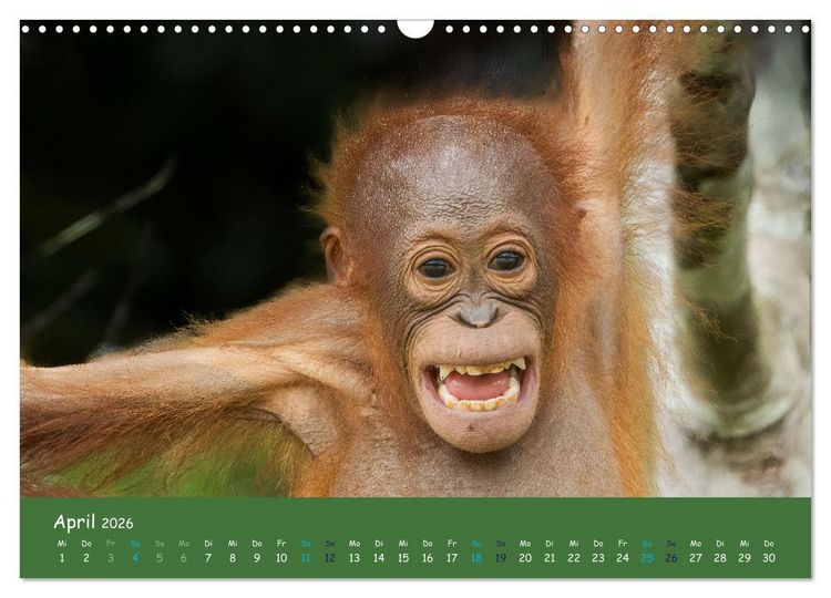 Produktbild: Orang Utans - Indonesien (Wandkalender 2026 DIN A3 quer), CALVENDO Monatskalender