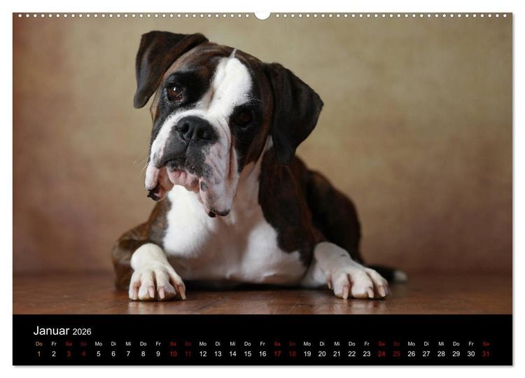 Produktbild: Liebenswerte Boxer (hochwertiger Premium Wandkalender 2026 DIN A2 quer), Kunstdruck in Hochglanz