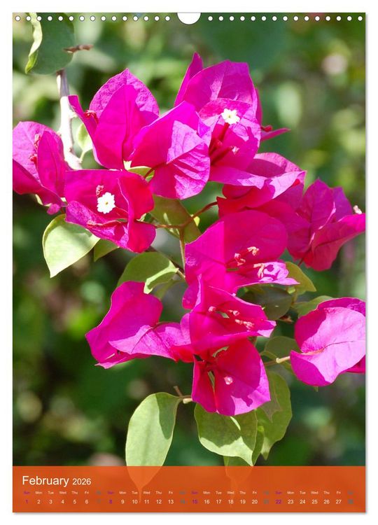 Produktbild: Mexican Garden Flowers - Aguascalientes (Wall Calendar 2026 DIN A3 portrait), CALVENDO 12 Month Wall Calendar