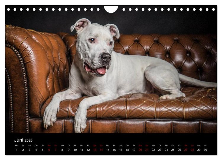 Produktbild: DOGO ARGENTINO (Wandkalender 2026 DIN A4 quer), CALVENDO Monatskalender