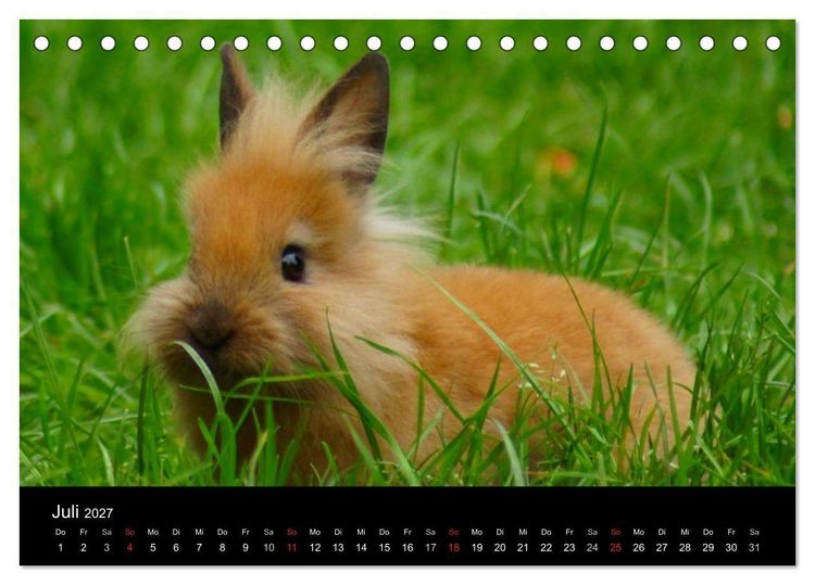 Produktbild: Die Welt der Haustiere (Tischkalender 2027 DIN A5 quer), CALVENDO Monatskalender