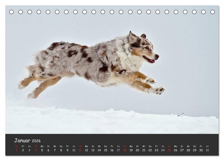 Produktbild: Australian Shepherd - Augenblicke (Tischkalender 2026 DIN A5 quer), CALVENDO Monatskalender