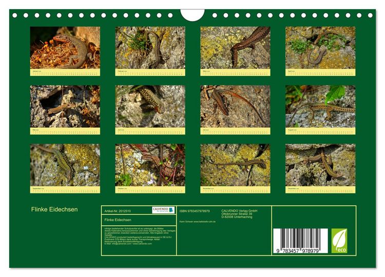 Produktbild: Flinke Eidechsen (Wandkalender 2026 DIN A4 quer), CALVENDO Monatskalender